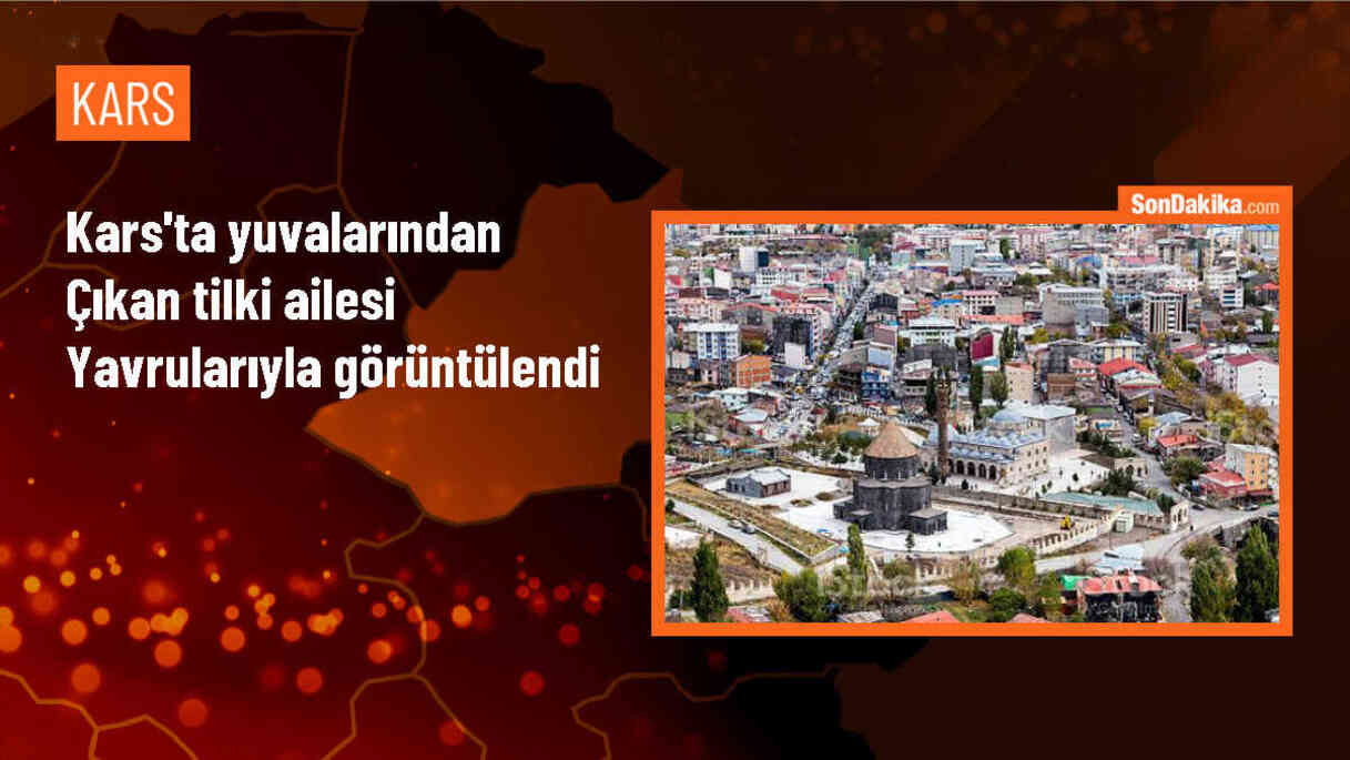Kars\'ta toprak altındaki yuvalarından çıkan tilki ailesi görüntülendi