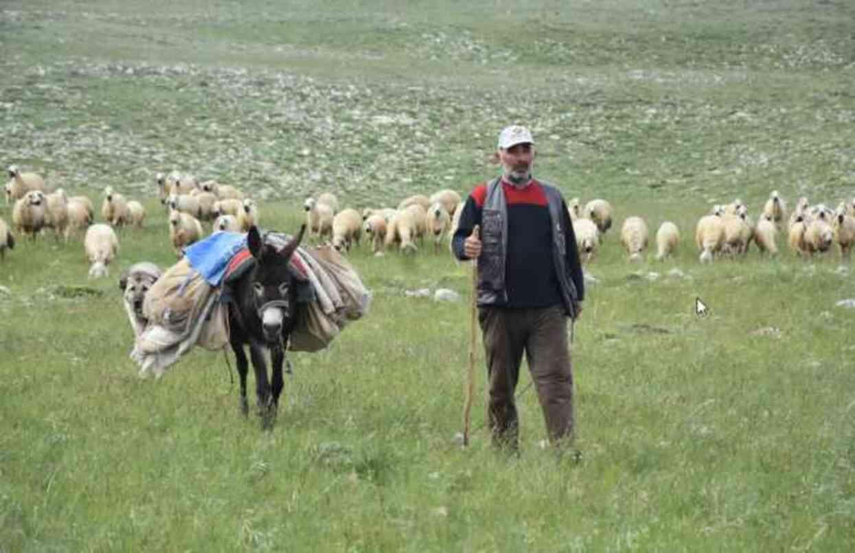 40 bin TL'ye çoban bulamayan köylüler, hayvanlarını satmaya başladı