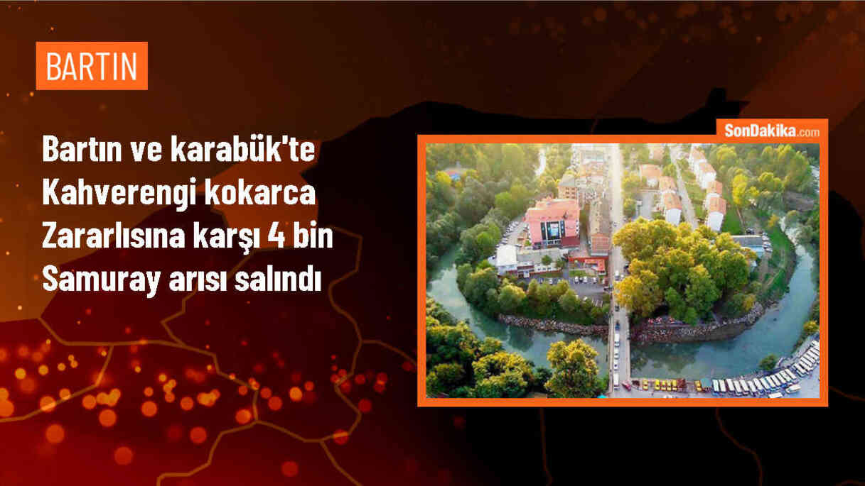 Kahverengi kokarca zararlısına karşı samuray arıları doğaya bırakıldı