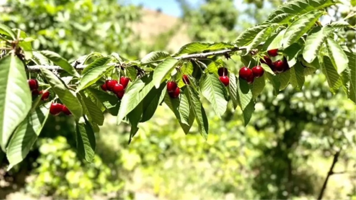 Kiraz üreticisi günlük 2 bin TL\'ye işçi bulamıyor