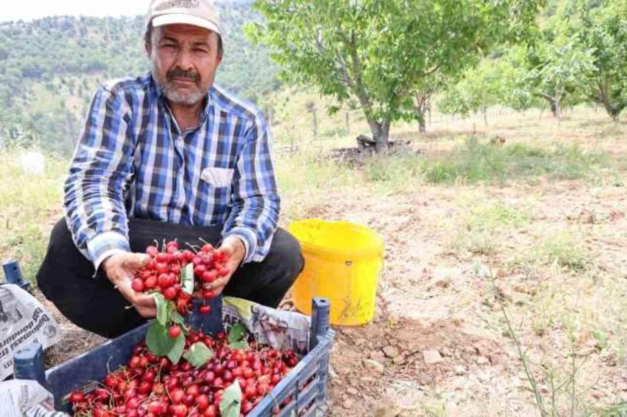 Kiraz üreticisi günlük 2 bin TL'ye işçi bulamıyor