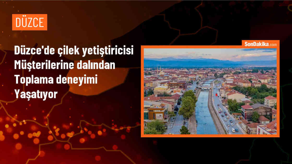 Düzce\'de çilek yetiştiren iş adamı müşterilerine tarladan toplama deneyimi yaşatıyor