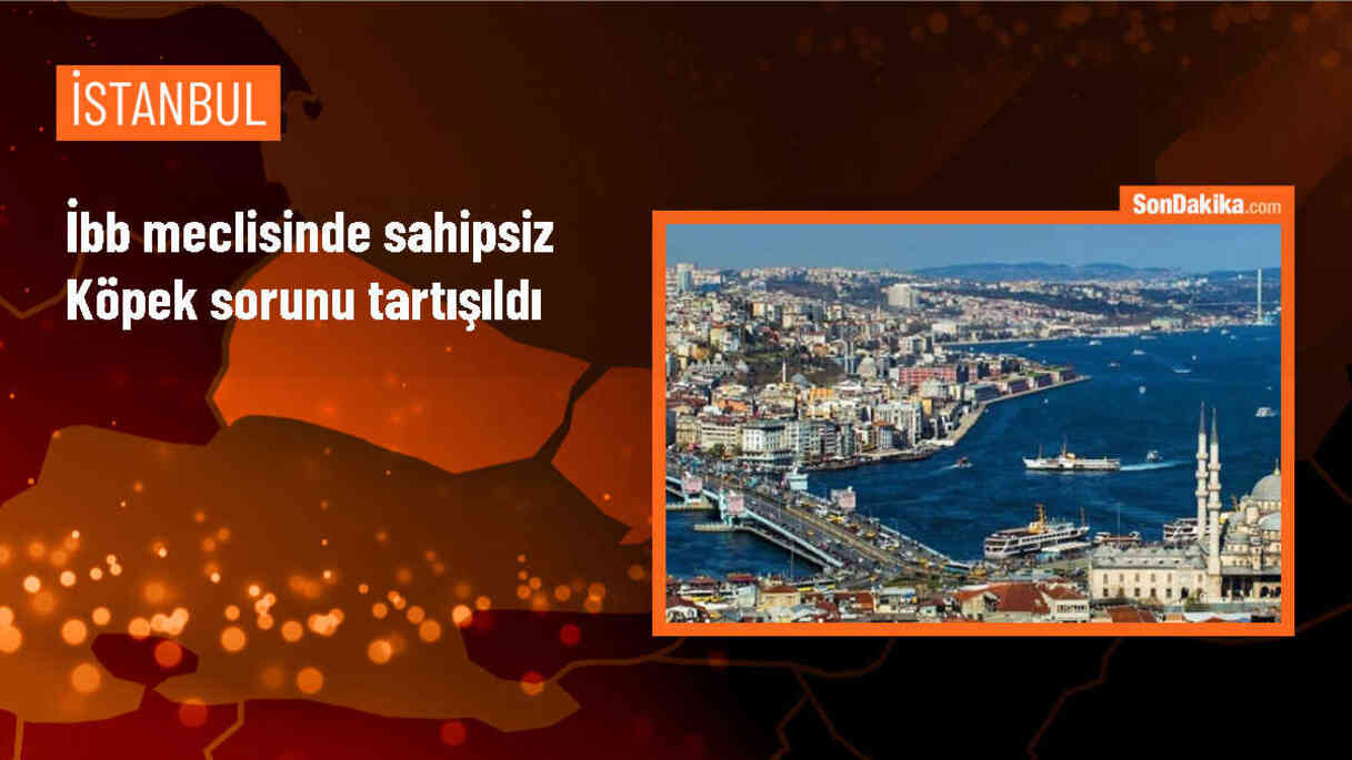 İBB Meclisinde sahipsiz köpek sorunu tartışıldı