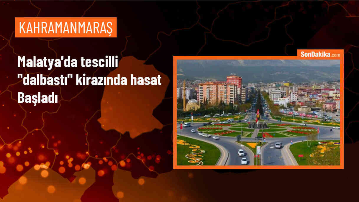 Yeşilyurt\'ta coğrafi işaretli \'dalbastı\' kirazı hasat ediliyor