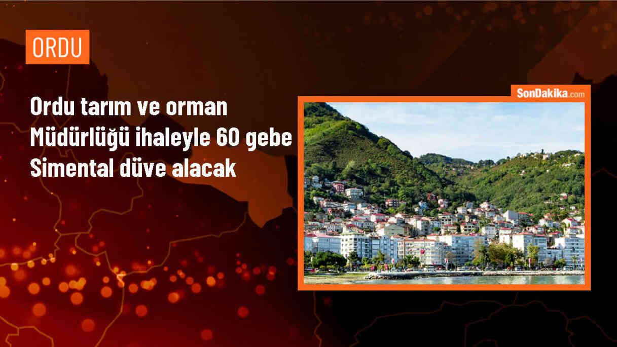 Ordu Tarım ve Orman Müdürlüğü, 60 gebe simental düve alımı için ihale gerçekleştirecek