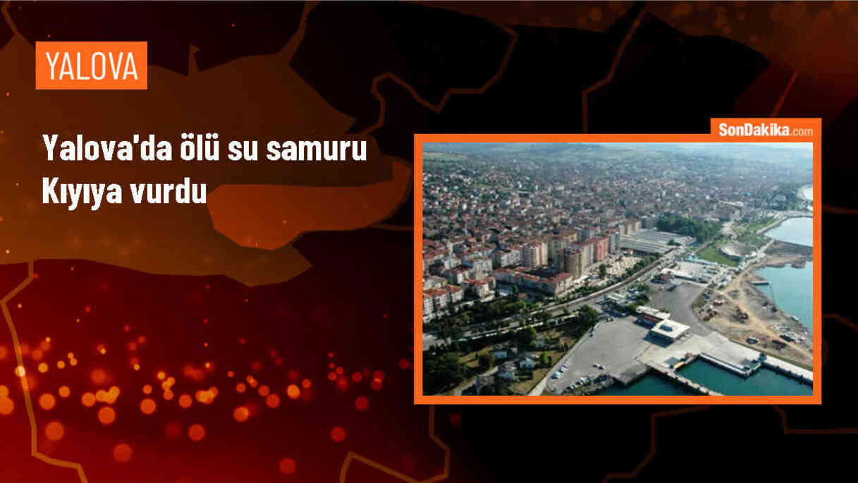 Yalova\'da Ölü Su Samuru Bulundu