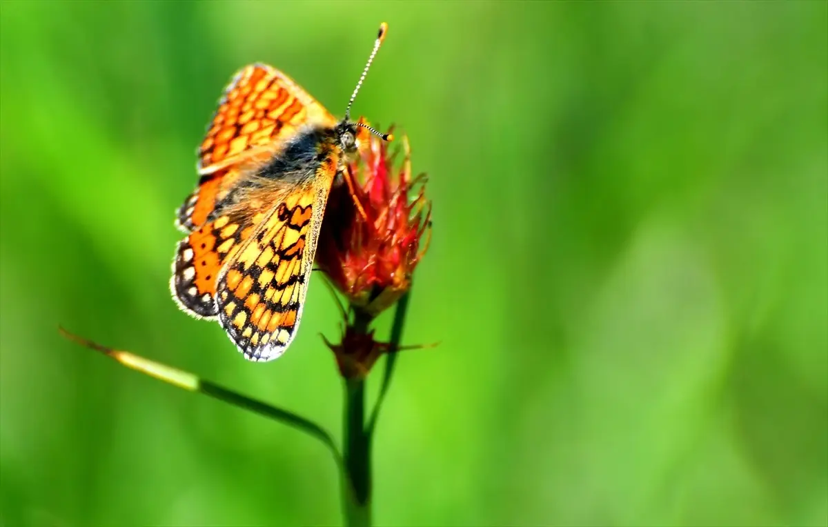 Gaziantep'te Okul Öncesi Eğitim Konulu Panel Düzenlendi