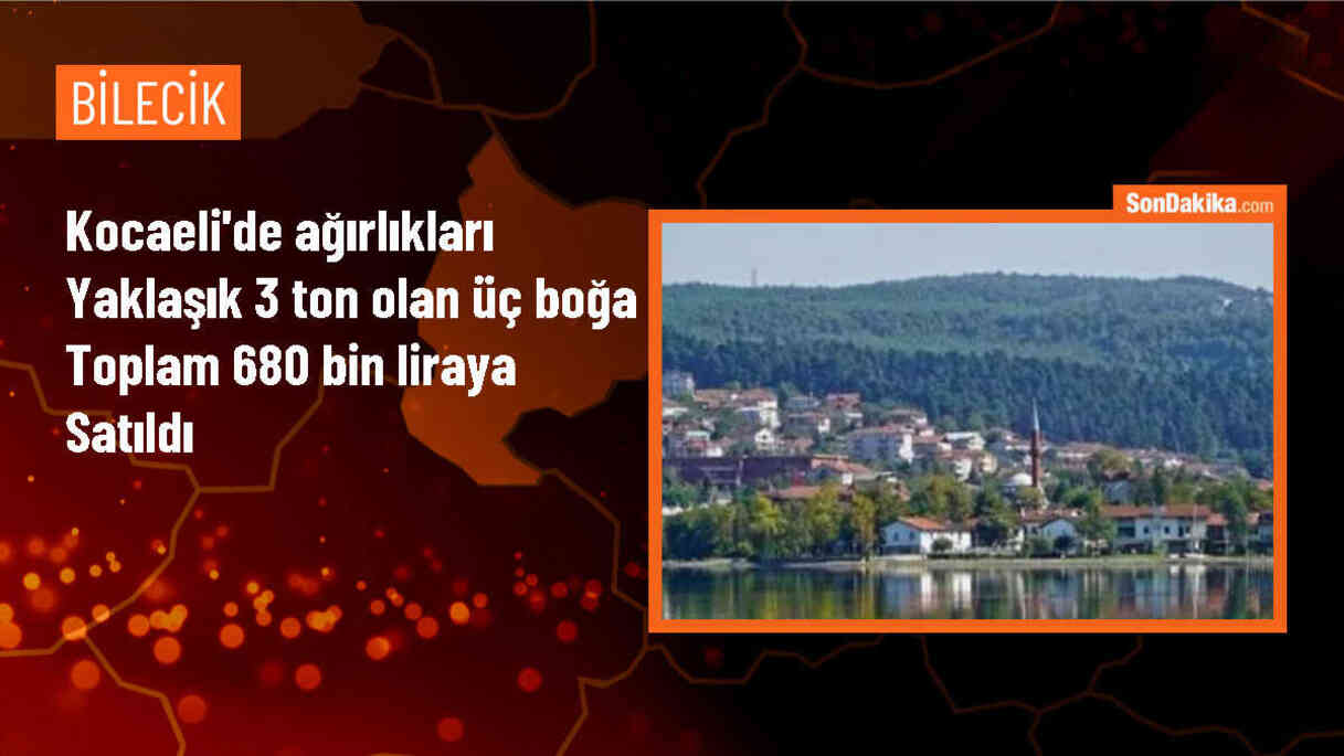 Kurbanlık Boğalar 680 Bin Liraya Alıcı Buldu