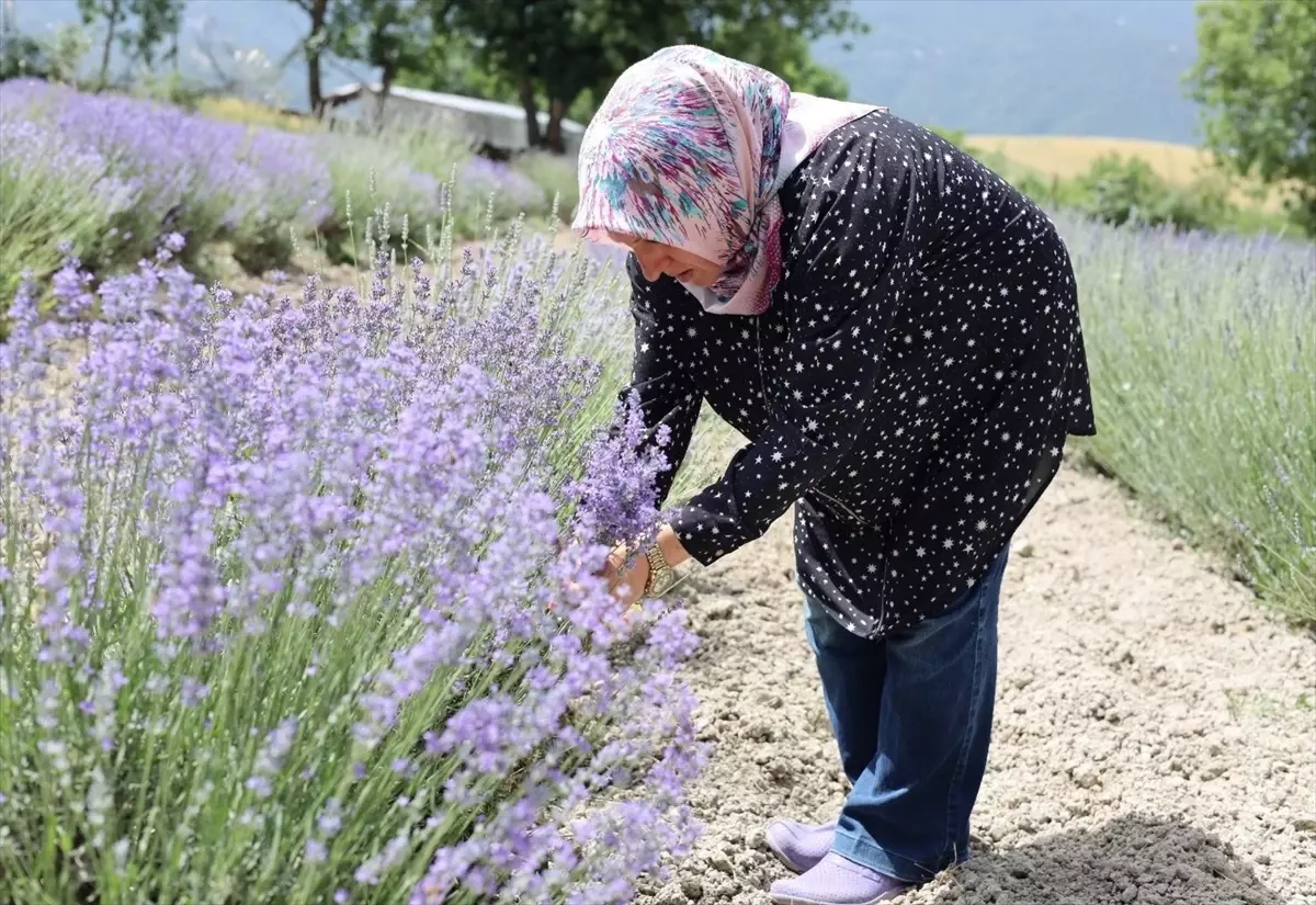 Safranbolu Belediyesi Lavanta Üretiminde Artış Yaşıyor