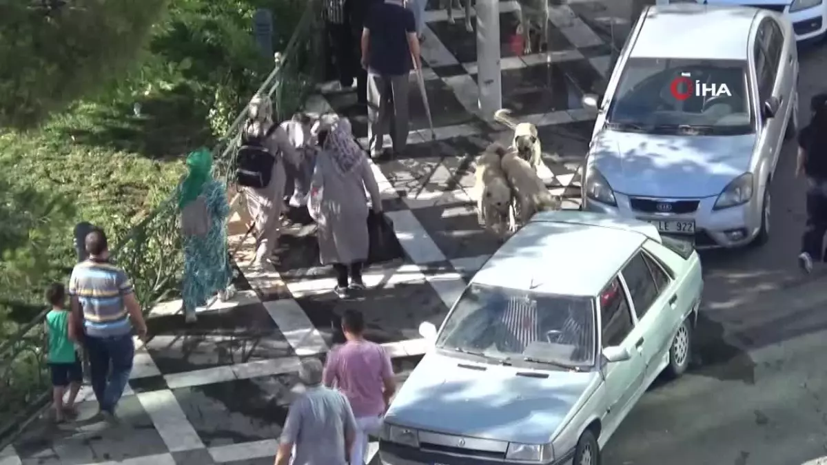 Karayolu\'na Çıkan İnekler, Kazalara Davetiye Çıkarıyor