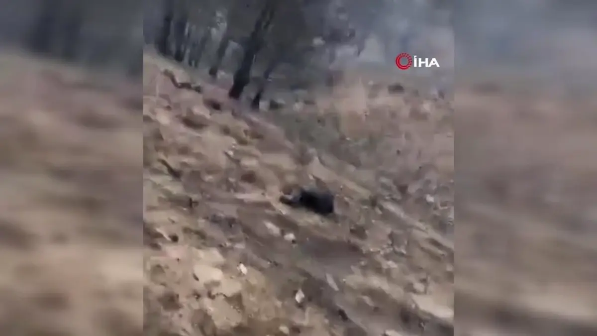 Tofaş: 68 - Bandırma Banvit: 84