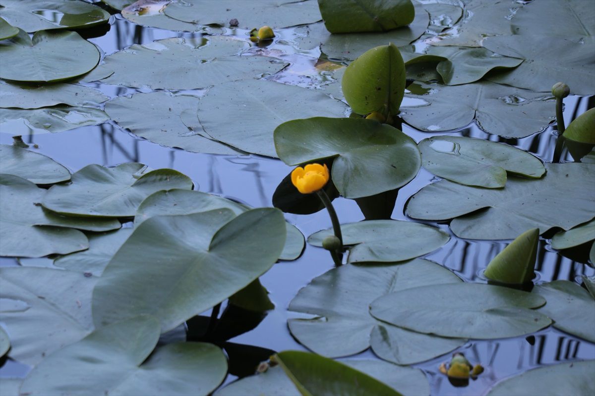 Tamer Hala Kabul Etmedi Ama..