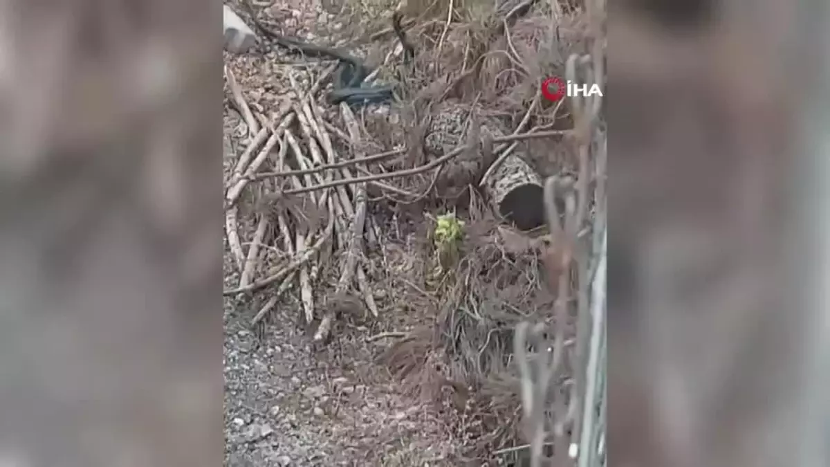 Manisa Aşı Haftası Etkınlikleri