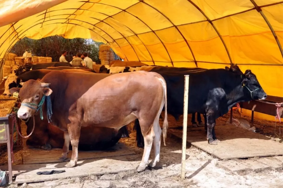 Kurban pazarlarında satılamayan kurbanlıklar Et ve Süt Kurumu tarafından satın alınacak