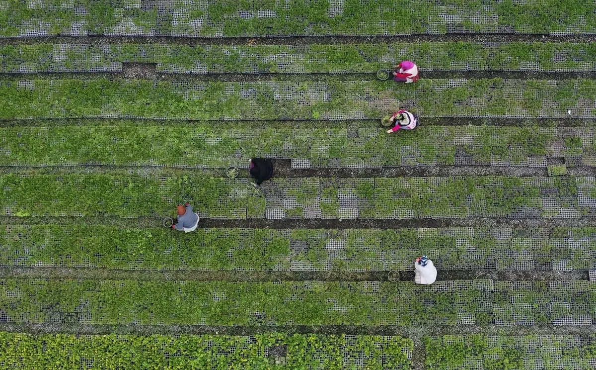 Hakkari Valiliği\'nden Ölü Ele Geçirilen Teröristlerle İlgili Açıklama