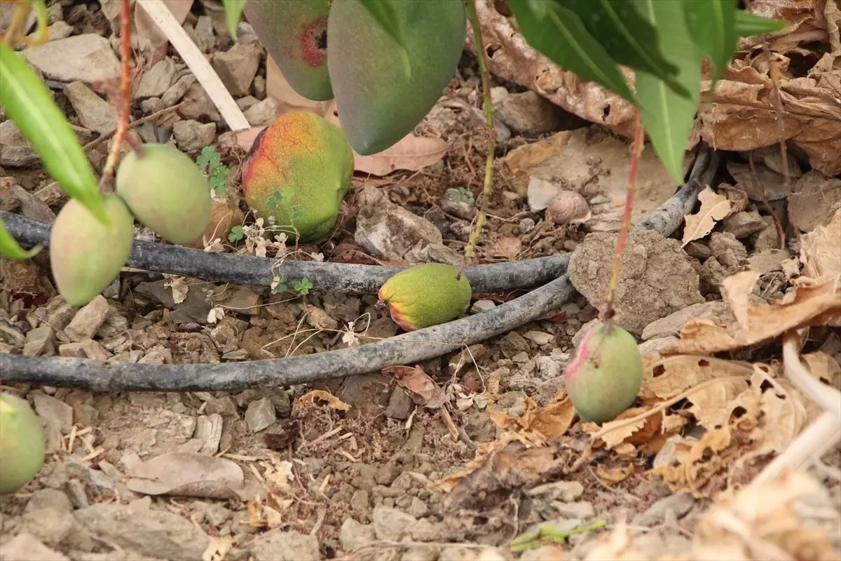 Kim, Ne Kadar Yayınladı