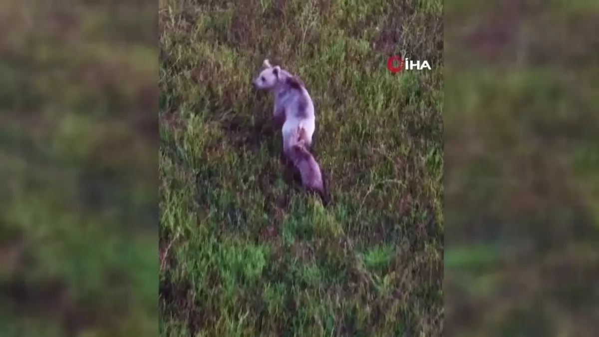 Kansere Karşı Isırgan Çorbası