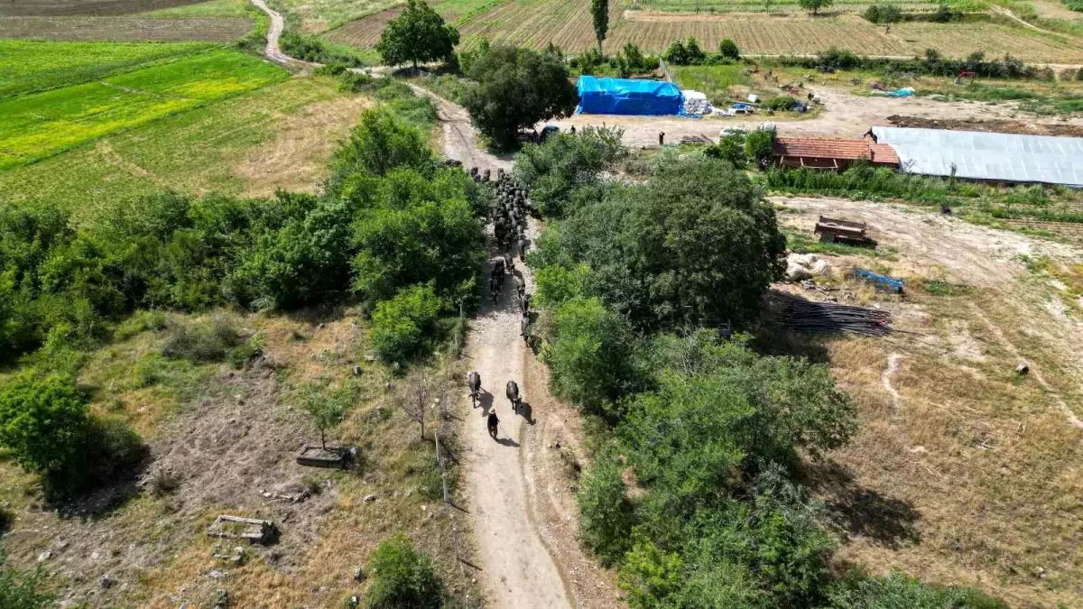 Kutlu Doğum Haftası Etkinlikleri