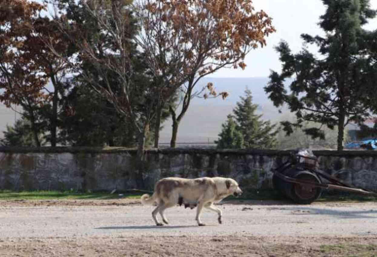 Niğde'de bir mahalle, kuduz karantinasına alındı