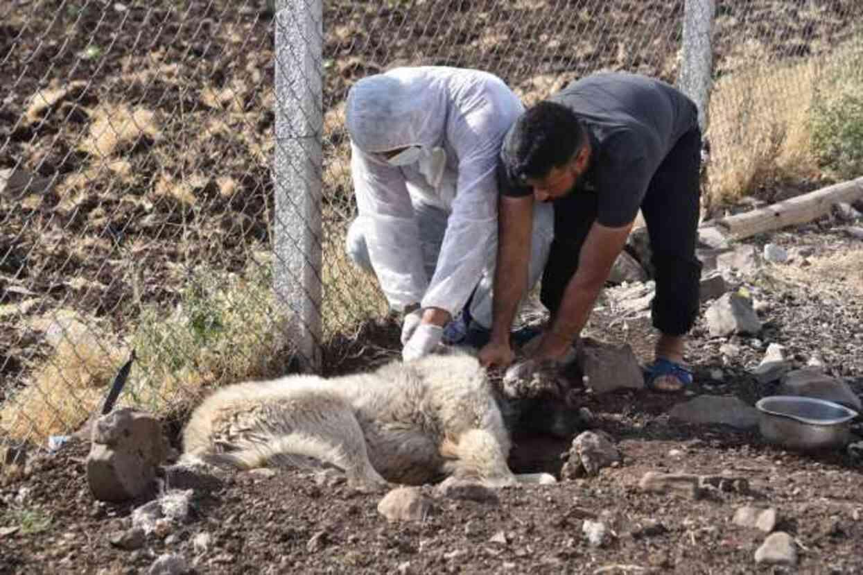 Şanlıurfa'da Kuduz Vakası: Bir Mahalle Karantinaya Alındı, Köpekler Aşılandı