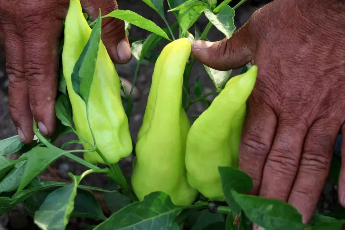 Gaziantep\'te Yerel Yönetimler