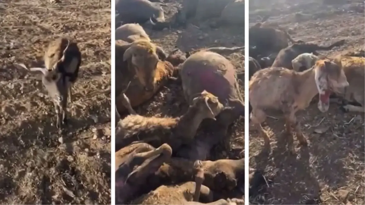 Diyarbakır\'daki yangından kahreden görüntü! Hem ağladı, hem kaydetti: Hepsi yanmış, burası ceset dolu