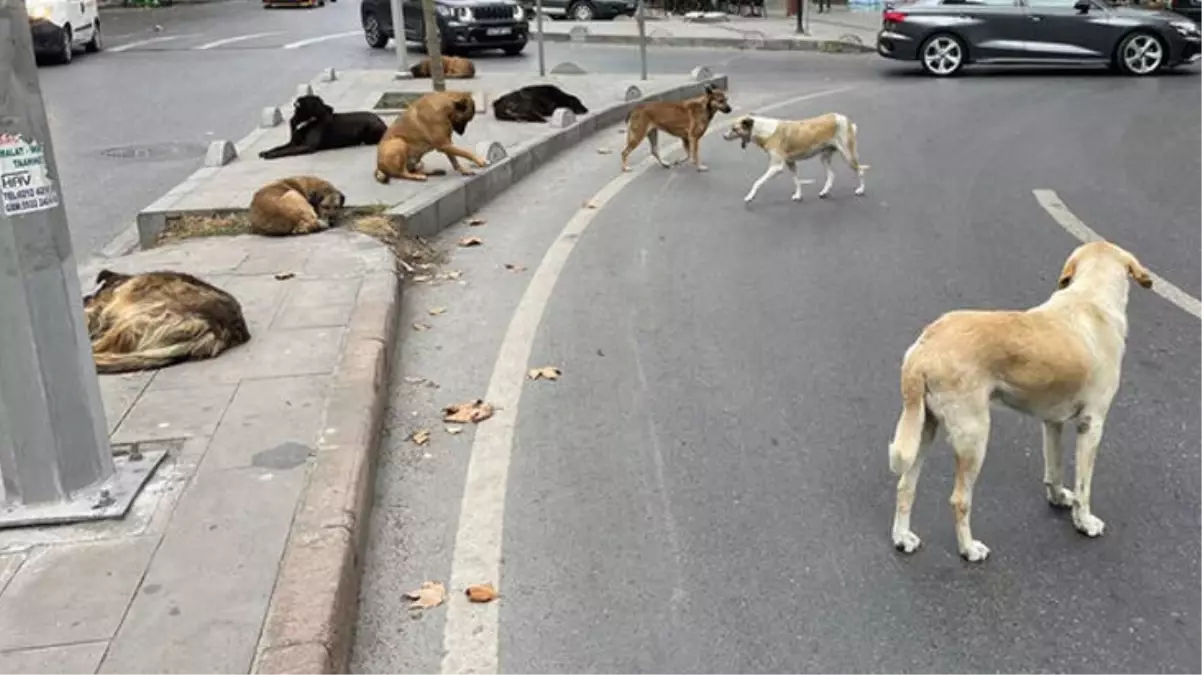 İstanbul\'da sokak köpeğinin ısırdığı adam hastanede ikinci şoku yaşadı: Aynı mahalleden 40 kişi geldi