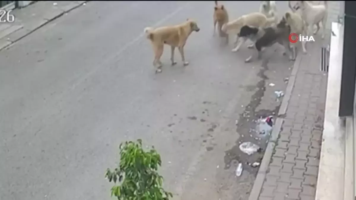 Çorum\'da Kutlu Doğum Haftası Etkinlikleri