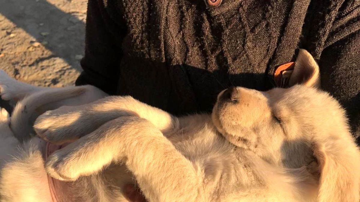 Ukrayna: 3 - Türkiye: 3