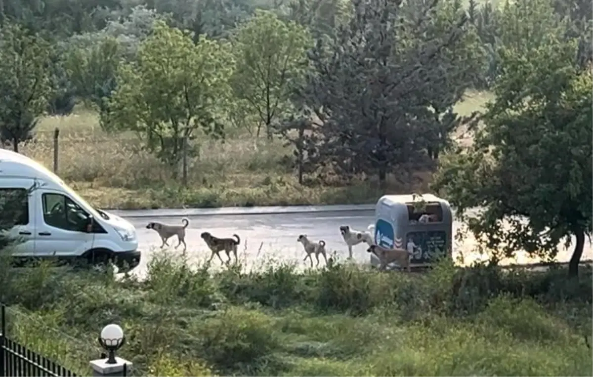 Avukat Meltem Zorba: Belediyelere sahipsiz sokak köpekleri için ağır yaptırımlar getirilmeli