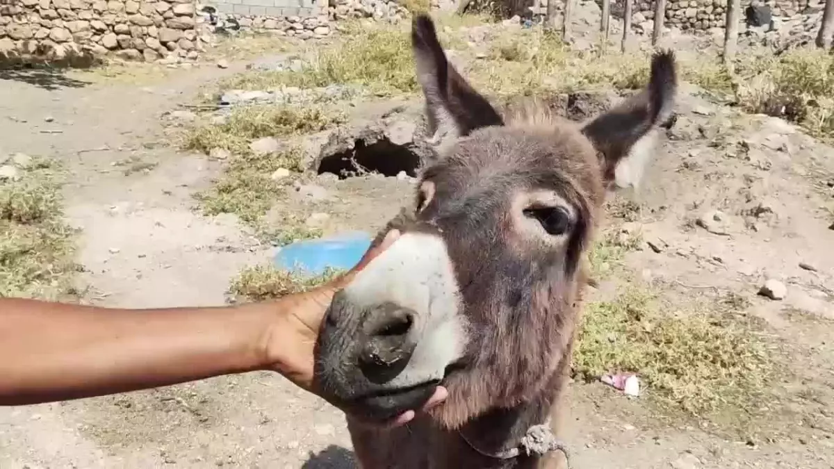 Beşiktaş Belediyesi Hayvan Ambulansları Yangın Sonrası Yaralı Hayvanlara Yardımcı Oldu