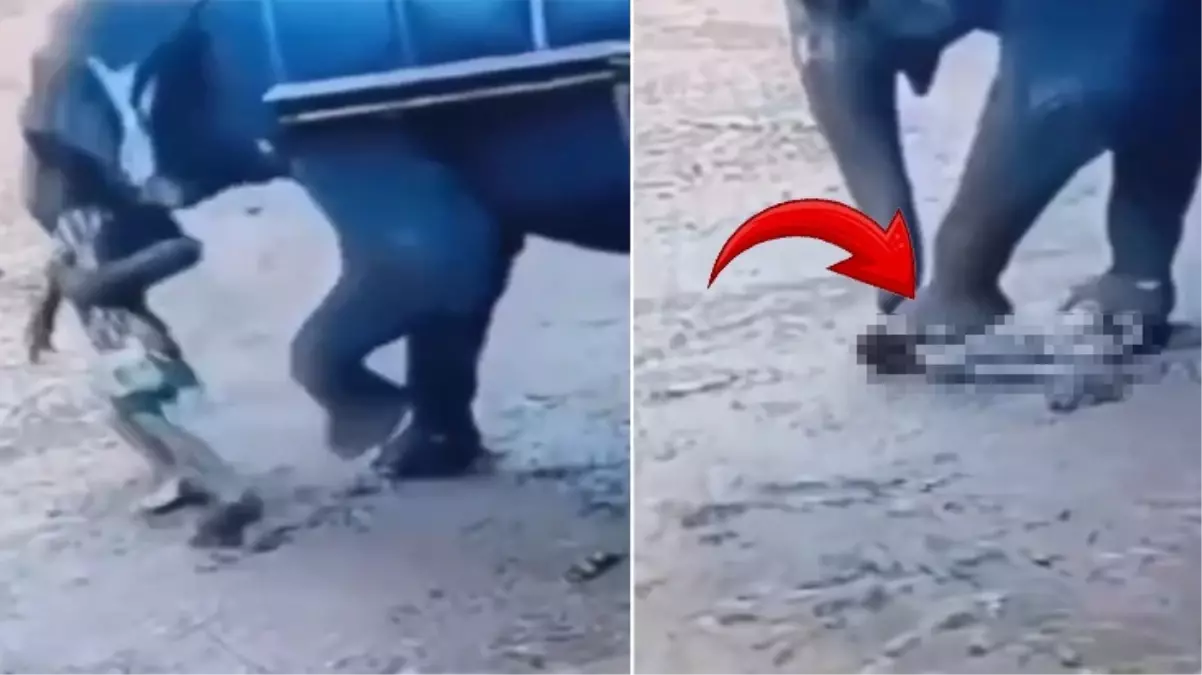 Dev fil, yaşlı adamı dakikalar içinde dümdüz etti