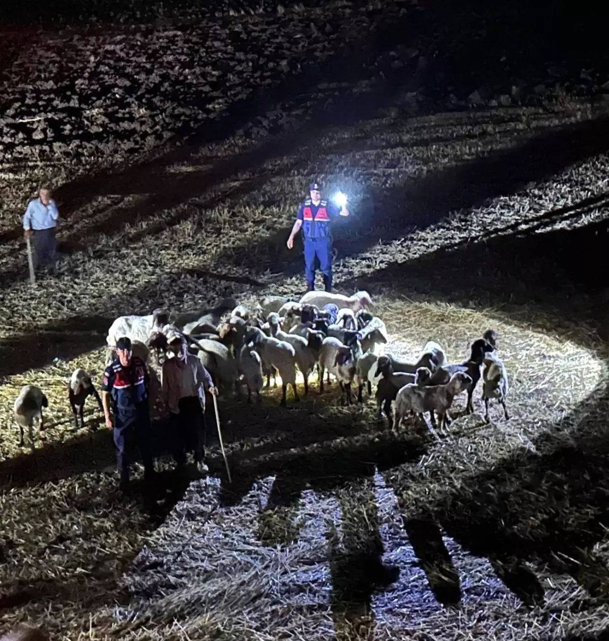 Adıyaman İl Jandarma Komutanlığı, Kaybolan Küçükbaş Hayvanları Buldu