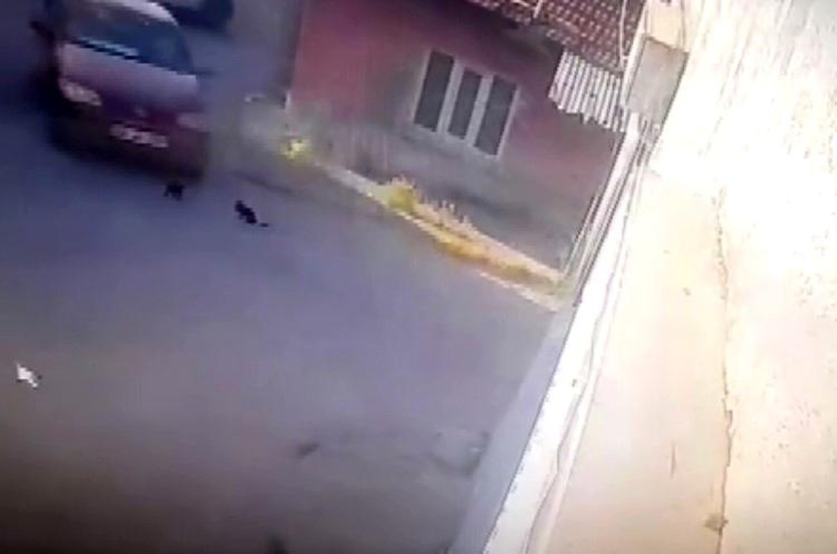 Eskişehir\'de Otomobilin Altında Kalan Yavru Kediler Öldü