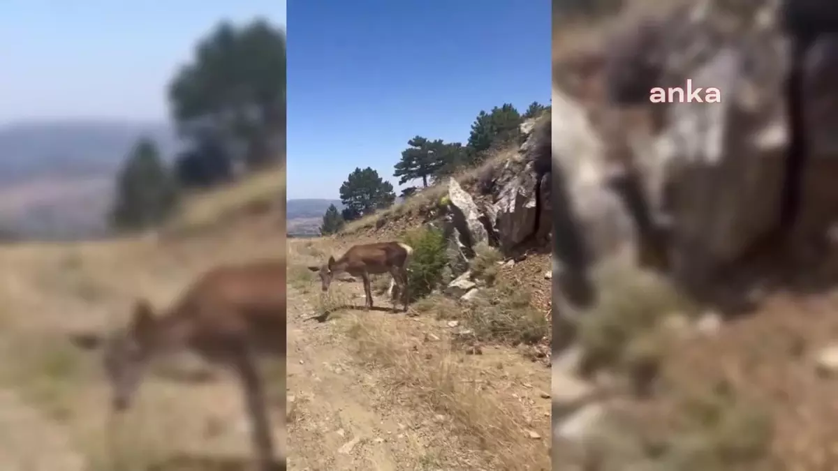 Salda Gölü\'nde Nesli Tehlike Altında Olan Kızıl Geyikler Görüntülendi