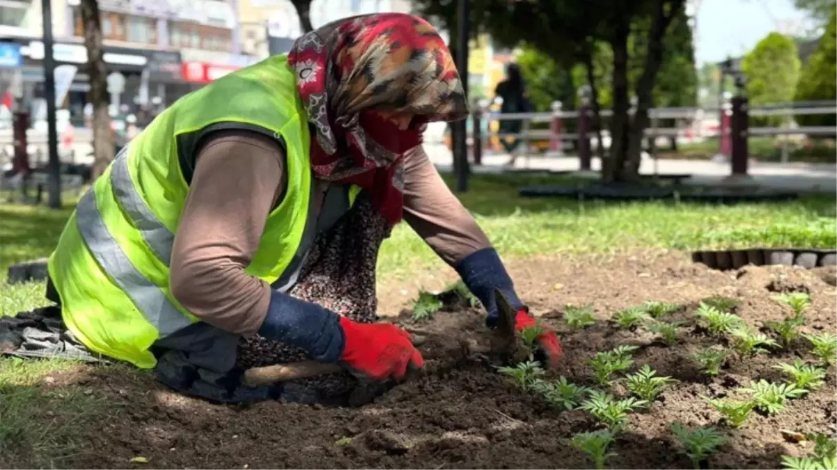 Aydın Karacasu\'da 45 derece sıcakta çalışan üretici kadın: Sıcaktan değil zamlardan yıldık