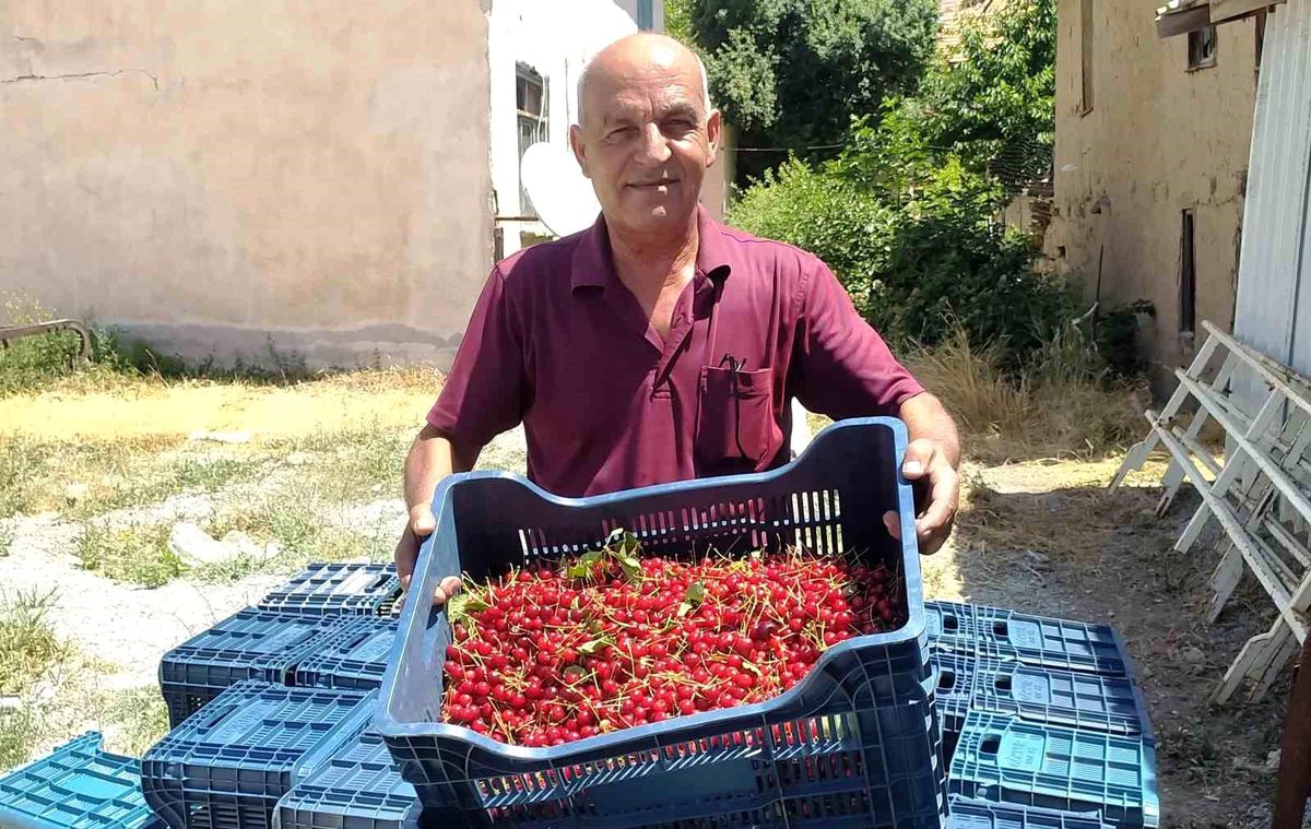 Hisarcık\'ta Vişne Hasadı Başladı: Kilosu 18 TL