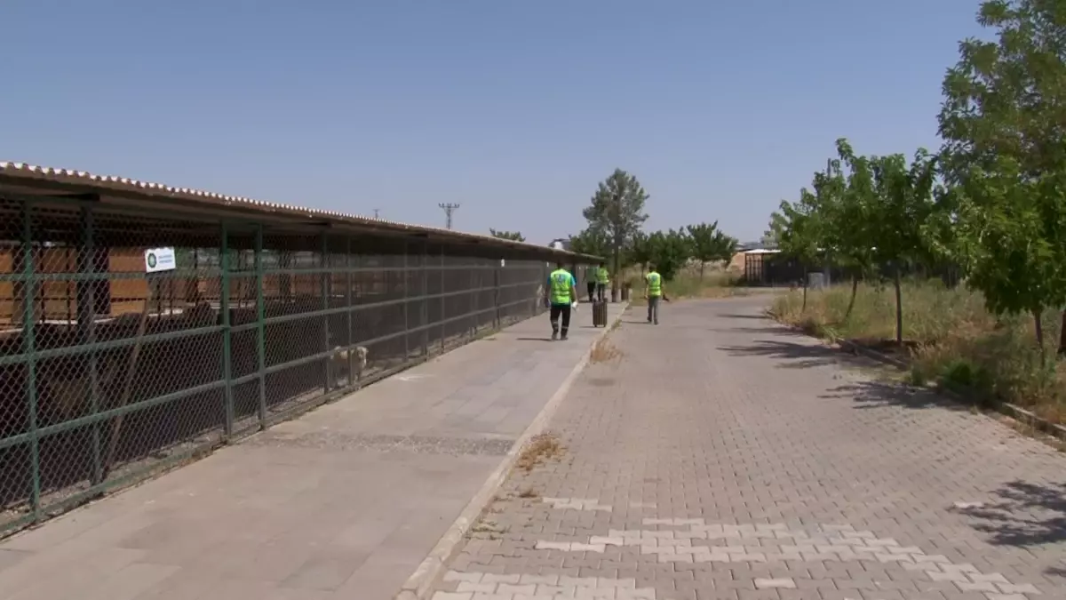 Diyarbakır\'da yangında yaralanan hayvanların tedavisi devam ediyor