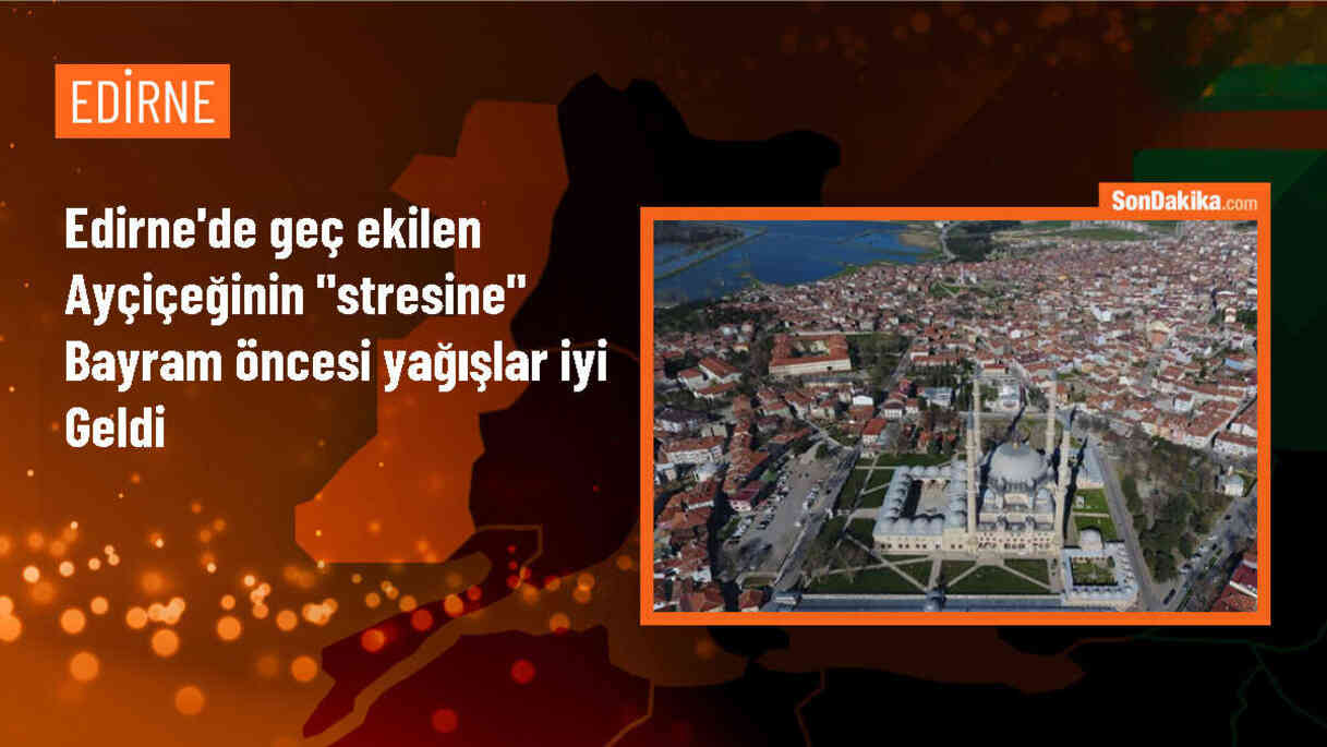 Edirne\'de geç ekim ayçiçeğine bayram öncesi yağışlar can suyu oldu