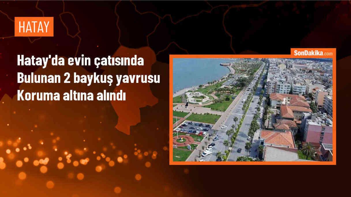 Samandağ\'da evin çatısında bulunan baykuş yavruları kurtarıldı