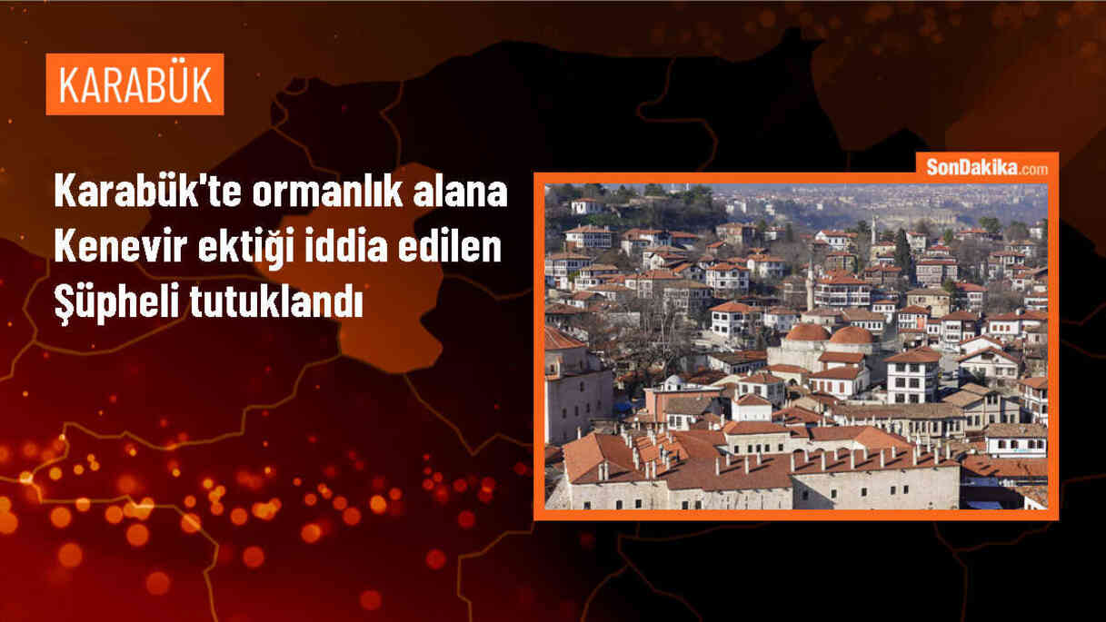 Safranbolu\'da ormanlık alanda kenevir ekimi yapan şüpheli tutuklandı