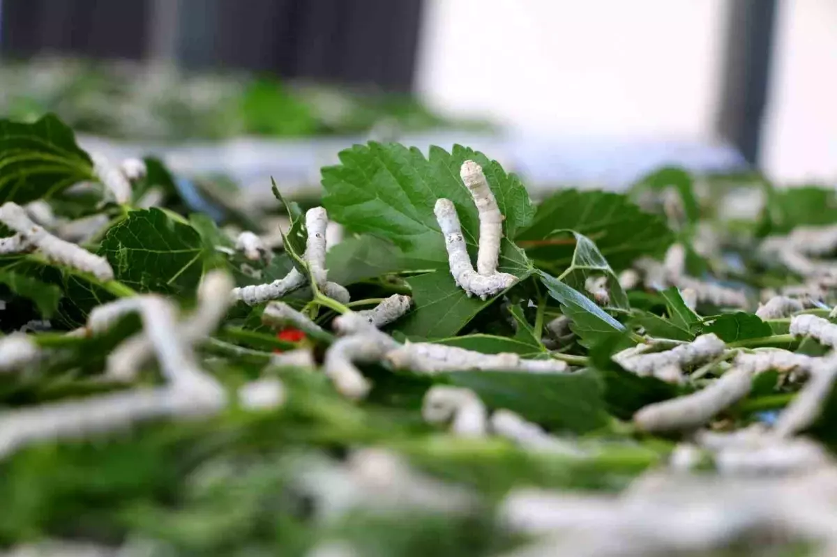 Antalya Büyükşehir Belediyesi Alanya Sapadere İpek Evi Üretim Merkezi\'nde İpek Böceği Yetiştiriciliği Başladı