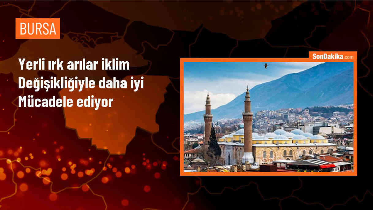 Yerli Arılar İklim Değişikliği ve Kuraklıkla Başa Çıkabilir