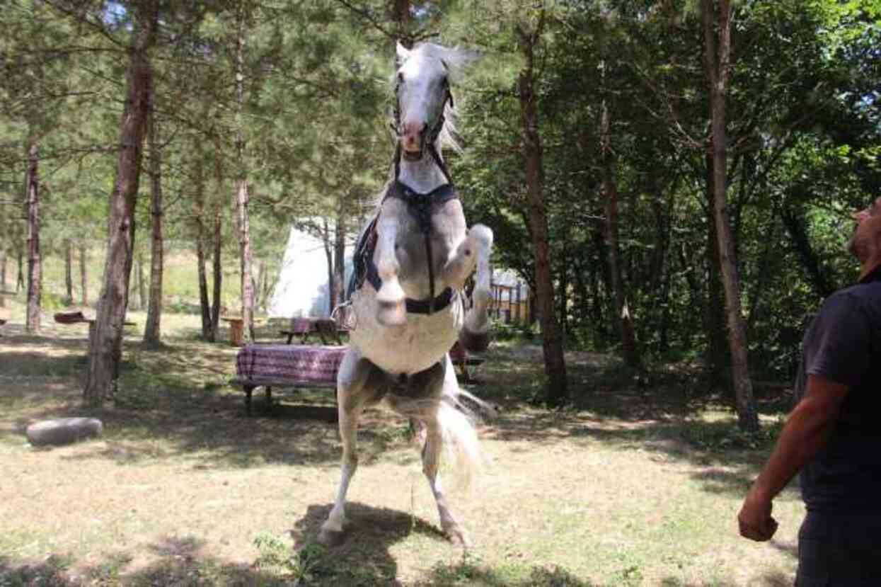 'Allah' denilince şaha kalkan at ilgi odağı oldu: Canı yanmasın diye buna alıştırdım 'Allah' denilince şaha kalkan at ilgi odağı oldu: Canı yanmasın diye buna alıştırdım