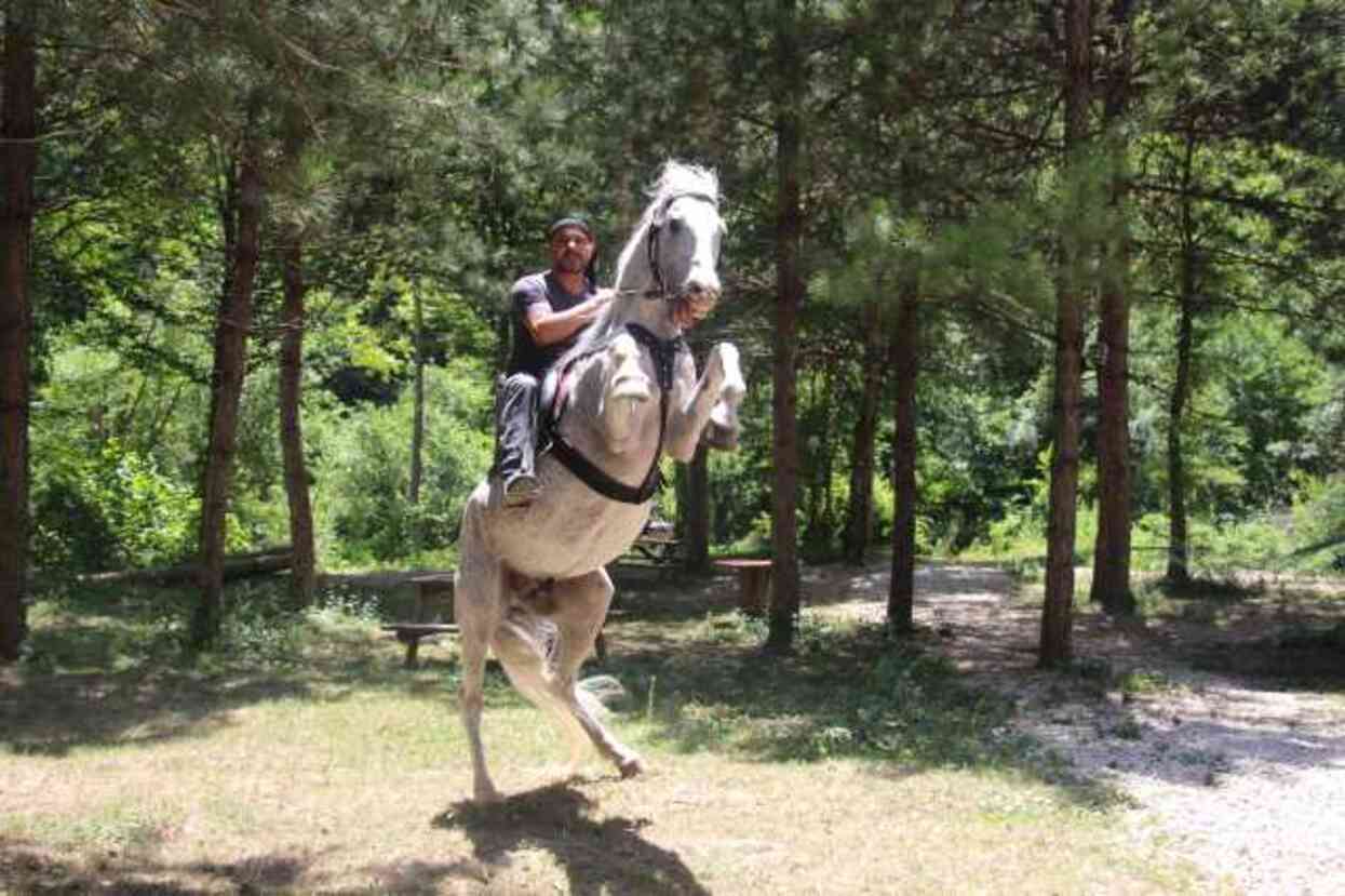 'Allah' denilince şaha kalkan at ilgi odağı oldu: Canı yanmasın diye buna alıştırdım 'Allah' denilince şaha kalkan at ilgi odağı oldu: Canı yanmasın diye buna alıştırdım