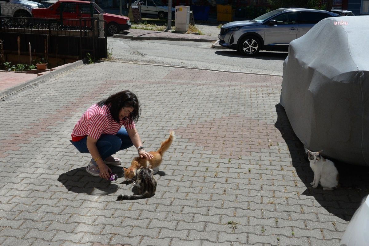 Bozüyük Belediyesi hasta kedilere tedavi sağladı