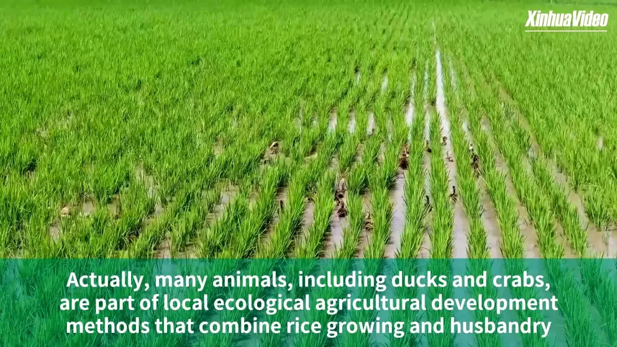 Çinli çiftçilerin ördek ve pirinç yetiştiriciliğini birleştiren parlak fikri dikkat çekiyor