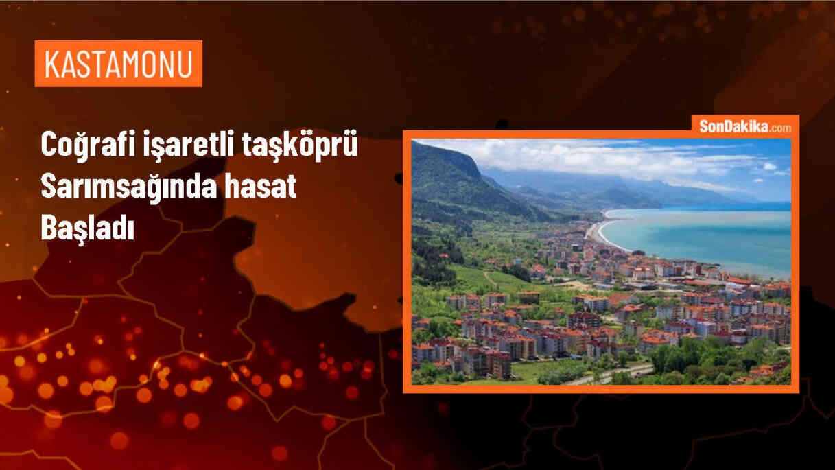 Taşköprü Sarımsağı Hasadına Başlandı