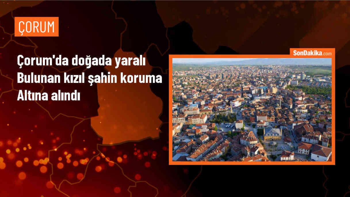 Çiftçinin arazisinde yaralı bulunan kızıl şahin koruma altına alındı