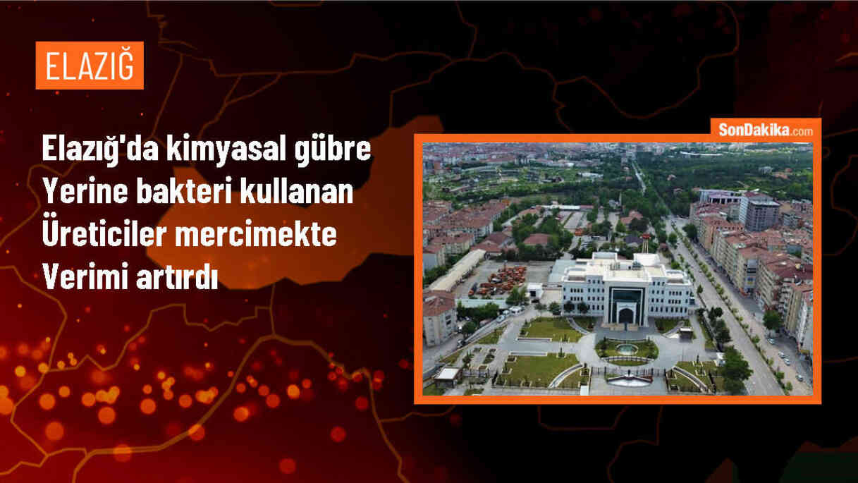 Elazığ\'da Bakteri Kullanılarak Mercimek Üretiminde Verim Artışı Sağlandı